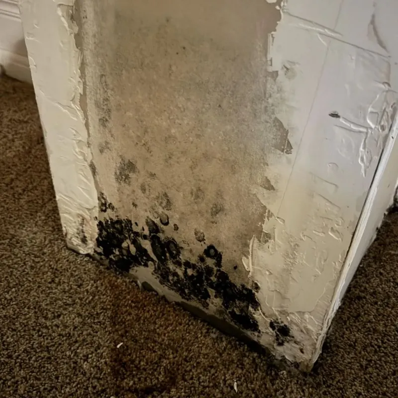 Professional Mold Removal in Cibolo, TX